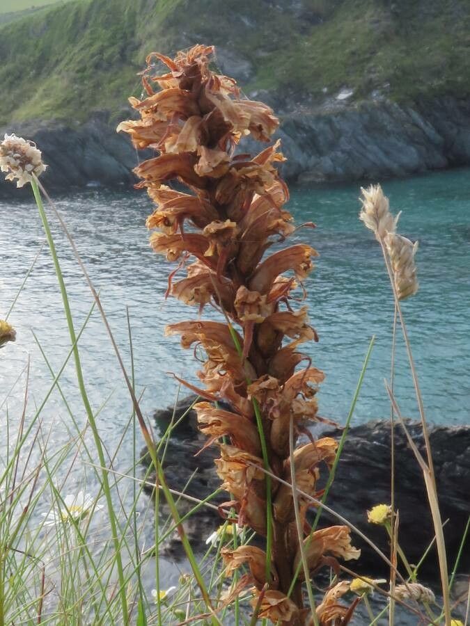 Orobanche rapum-genistae fruit
