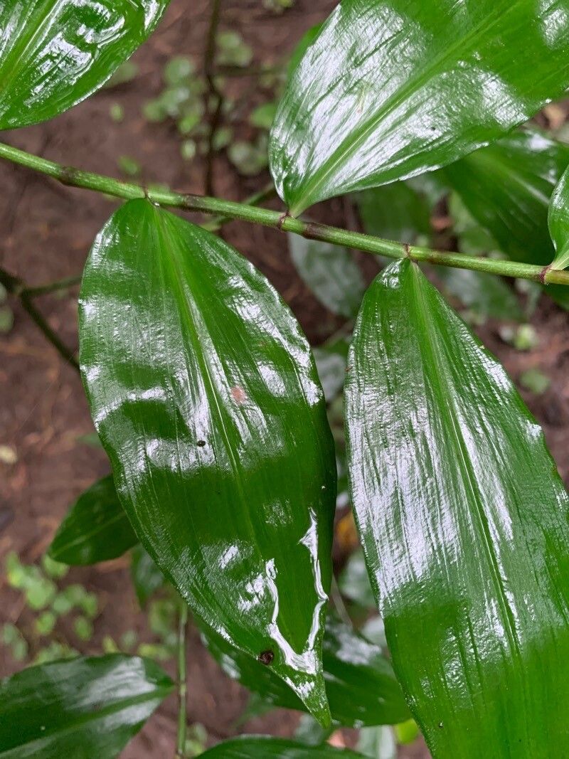 Dichorisandra amabilis leaf