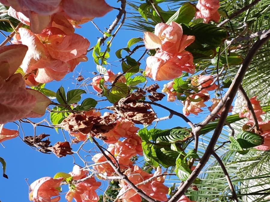 Ipomoea wrightii — search result for 'Ipomoea'