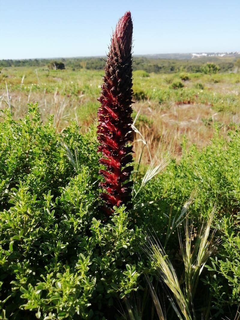 Orobanche foetida fruit