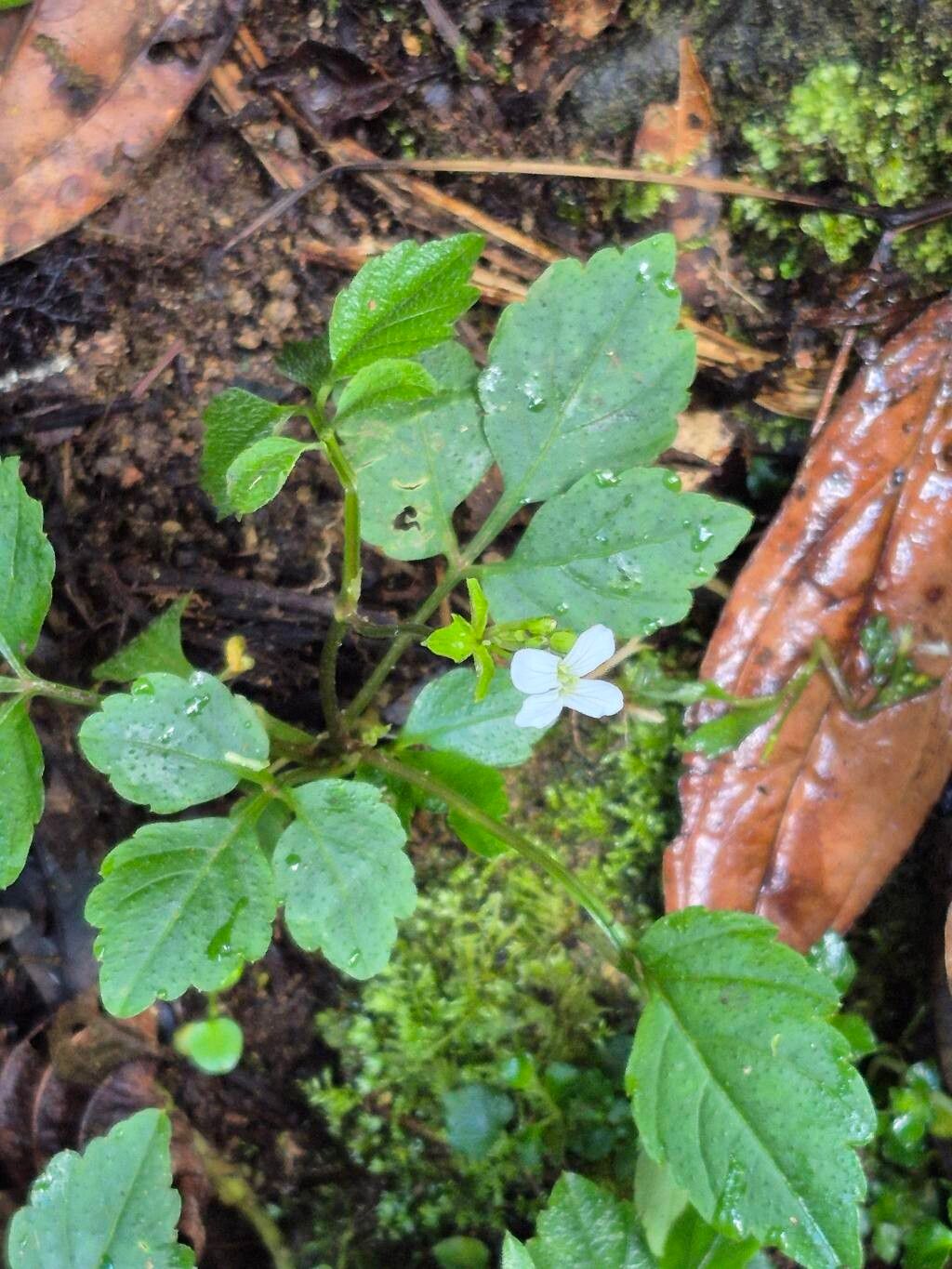 Cardamine africana flower