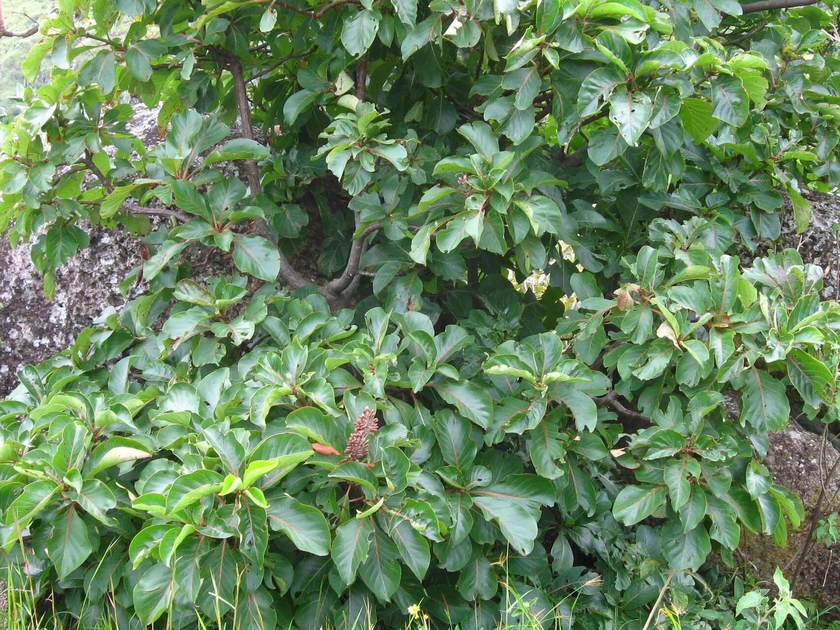 Hymenodictyon floribundum — houseplant care guide