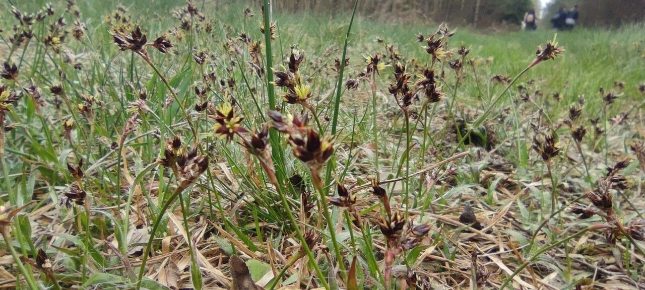 Luzula campestris flower