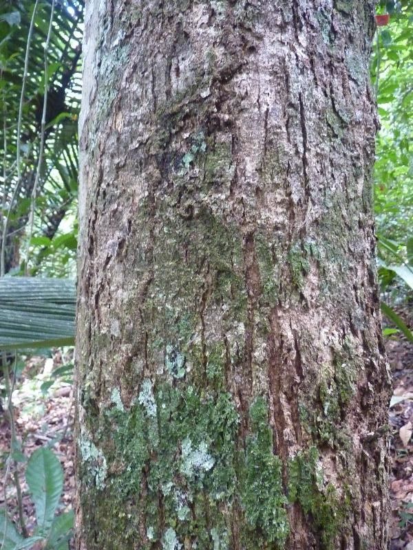 Sterculia kayae bark