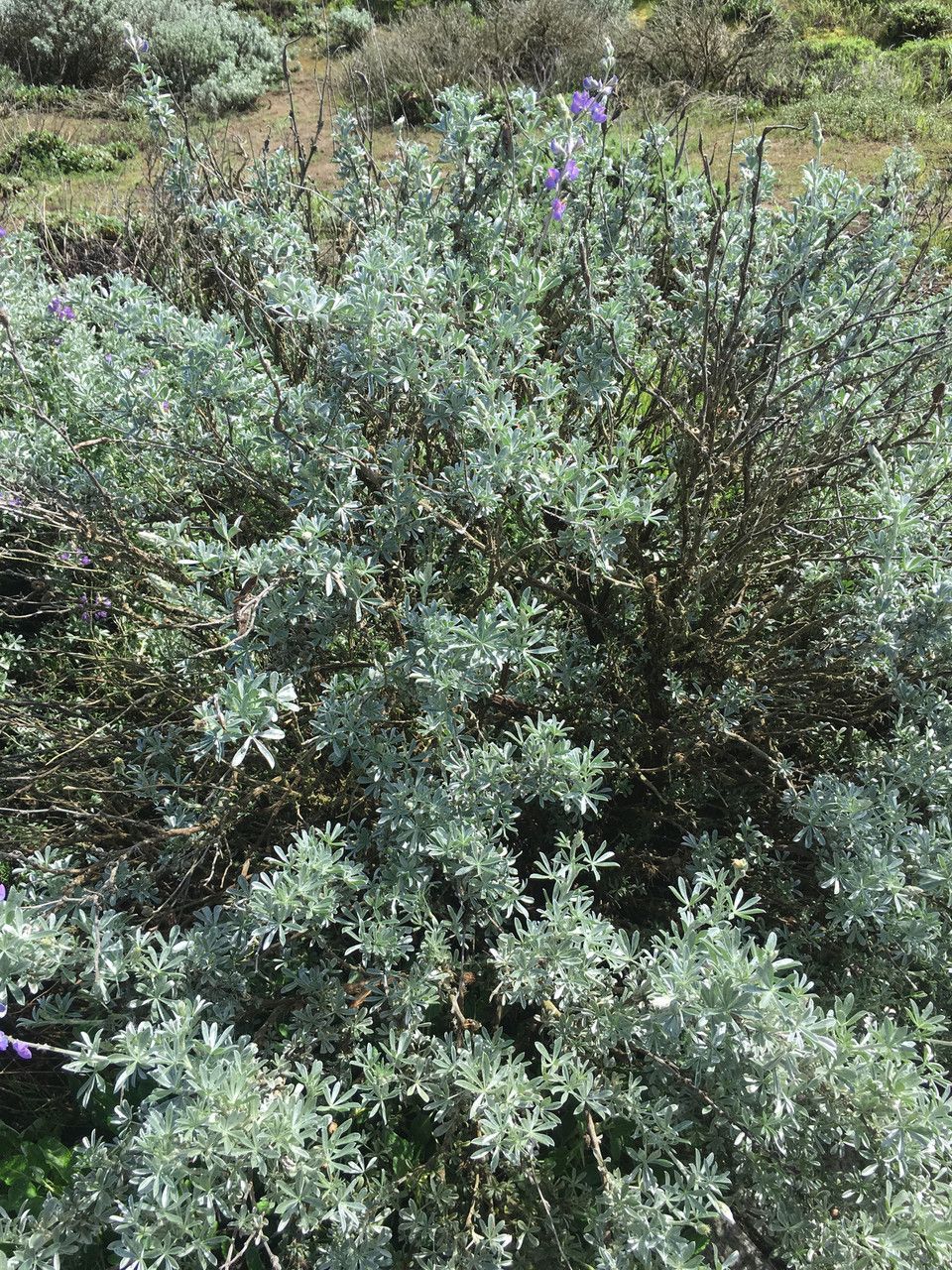 Lupinus chamissonis habit