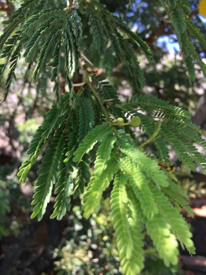 Vachellia farnesiana — search result for 'Acacia'