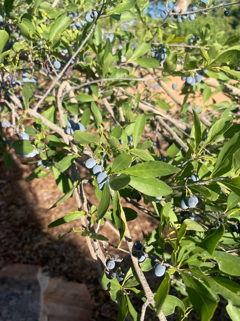 Forestiera pubescens fruit