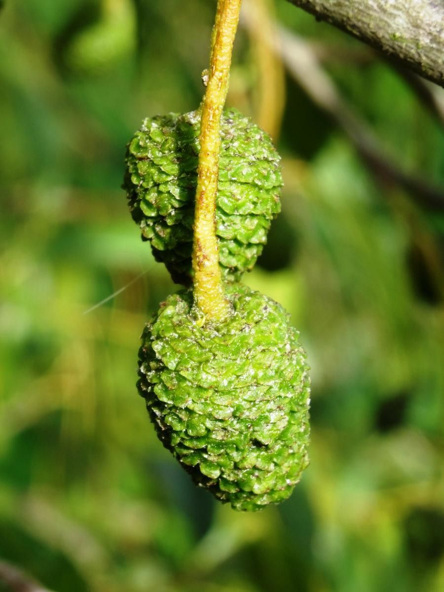Alnus cremastogyne fruit