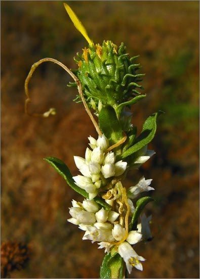 Cuscuta subinclusa flower