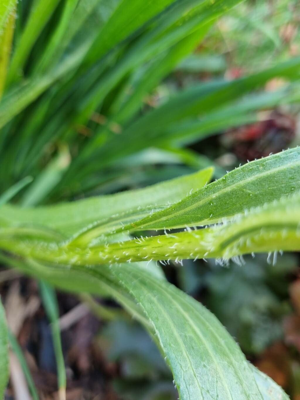 Echinacea pallida bark