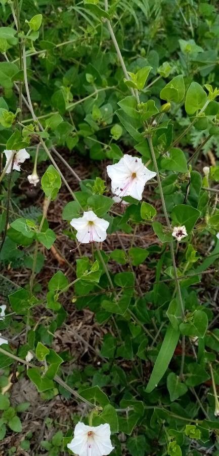 Acleisanthes obtusa flower