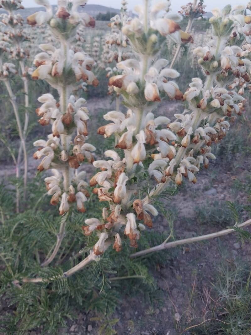 Phlomoides laciniata flower