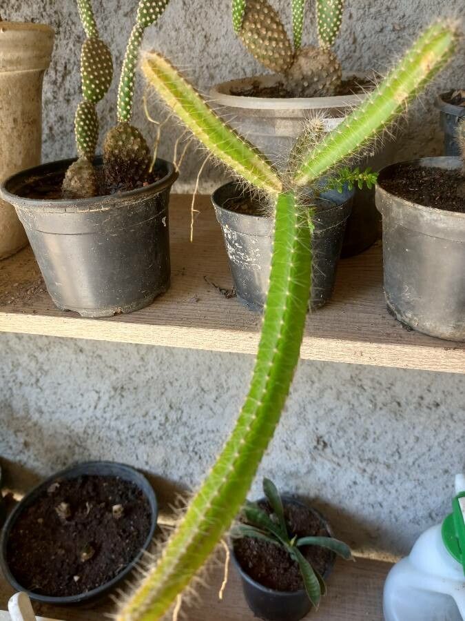 Selenicereus testudo leaf