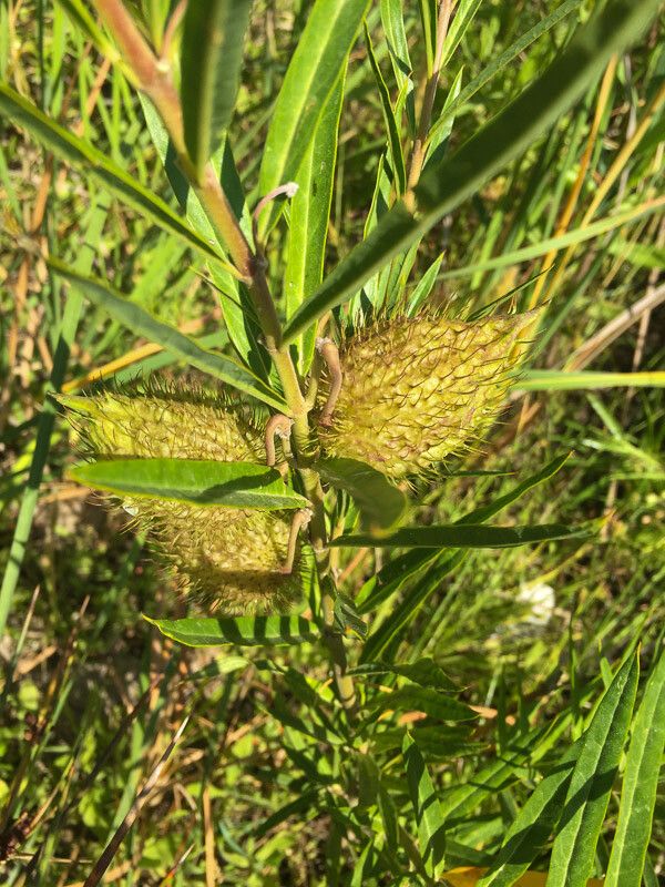 Gomphocarpus fruticosus fruit
