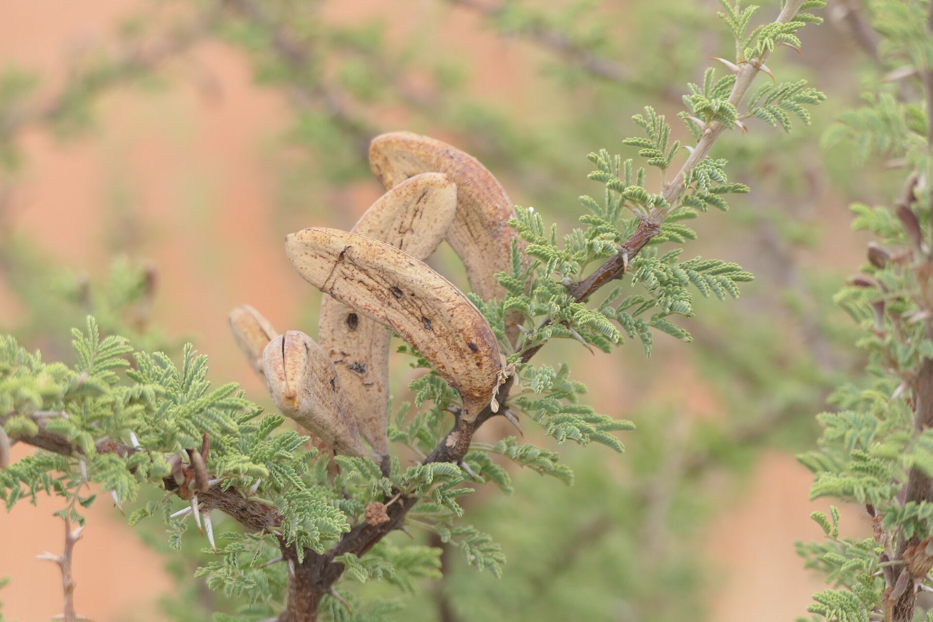 Vachellia hebeclada fruit