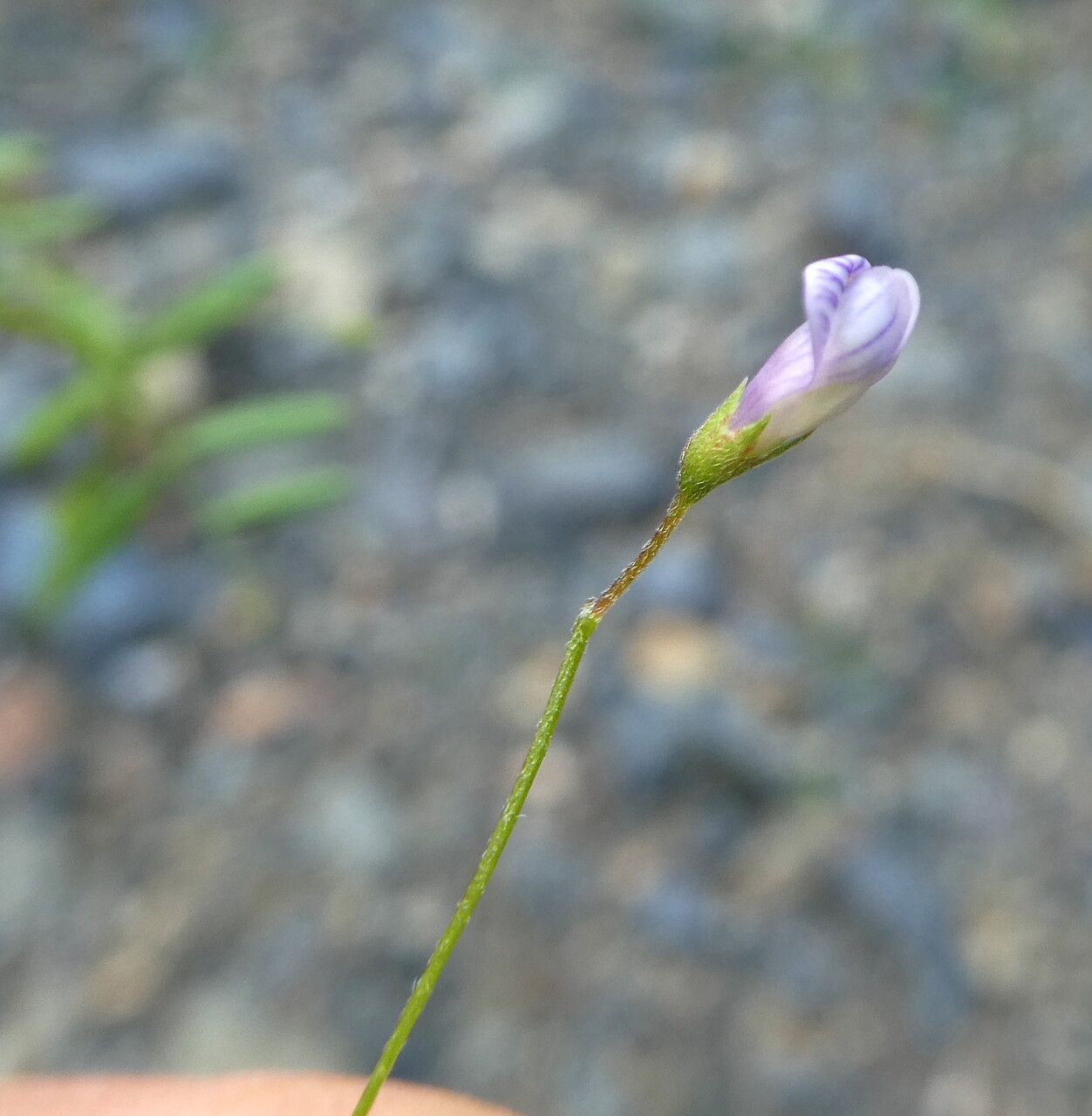 Vicia pubescens bark