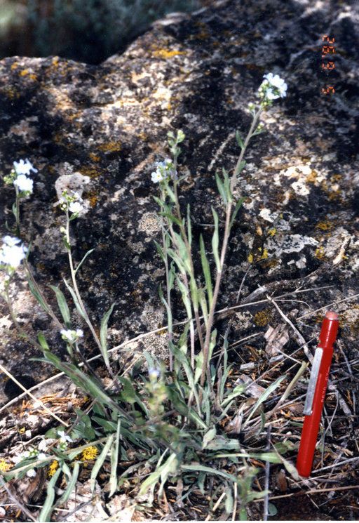 Hackelia cusickii — related species from the same genus