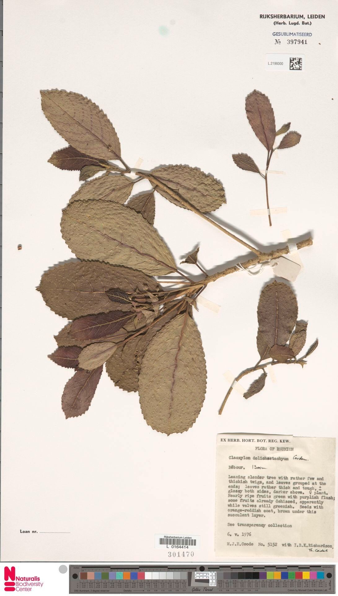 Claoxylon dolichostachyum — related species from the same genus