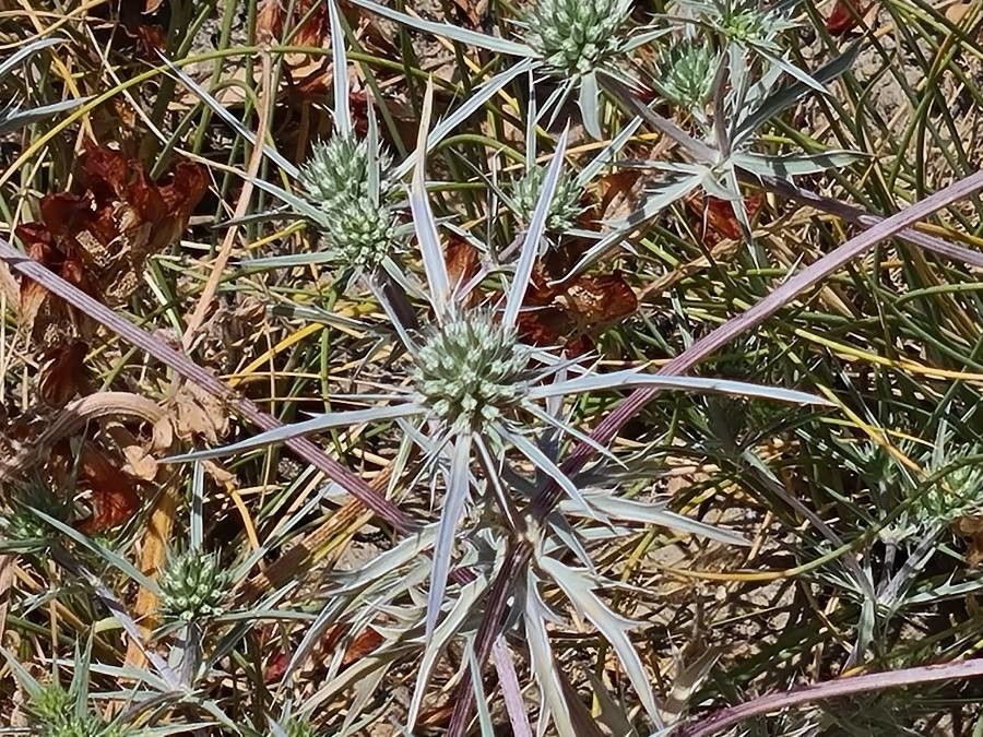 Eryngium dichotomum — search result for 'Eryngium'