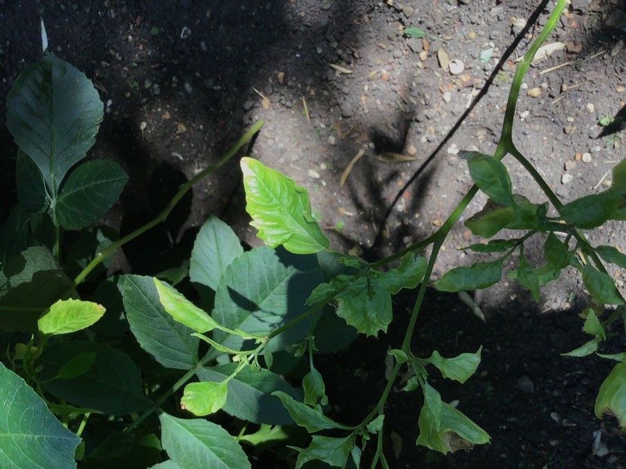 Physalis ixocarpa — loam houseplant