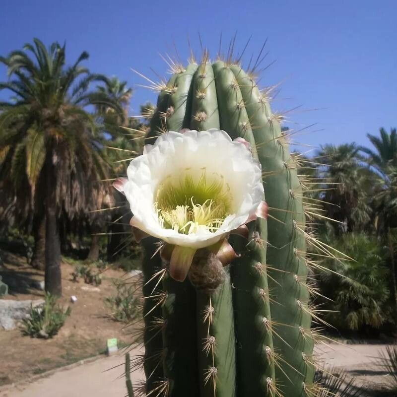 Echinopsis bridgesii flower