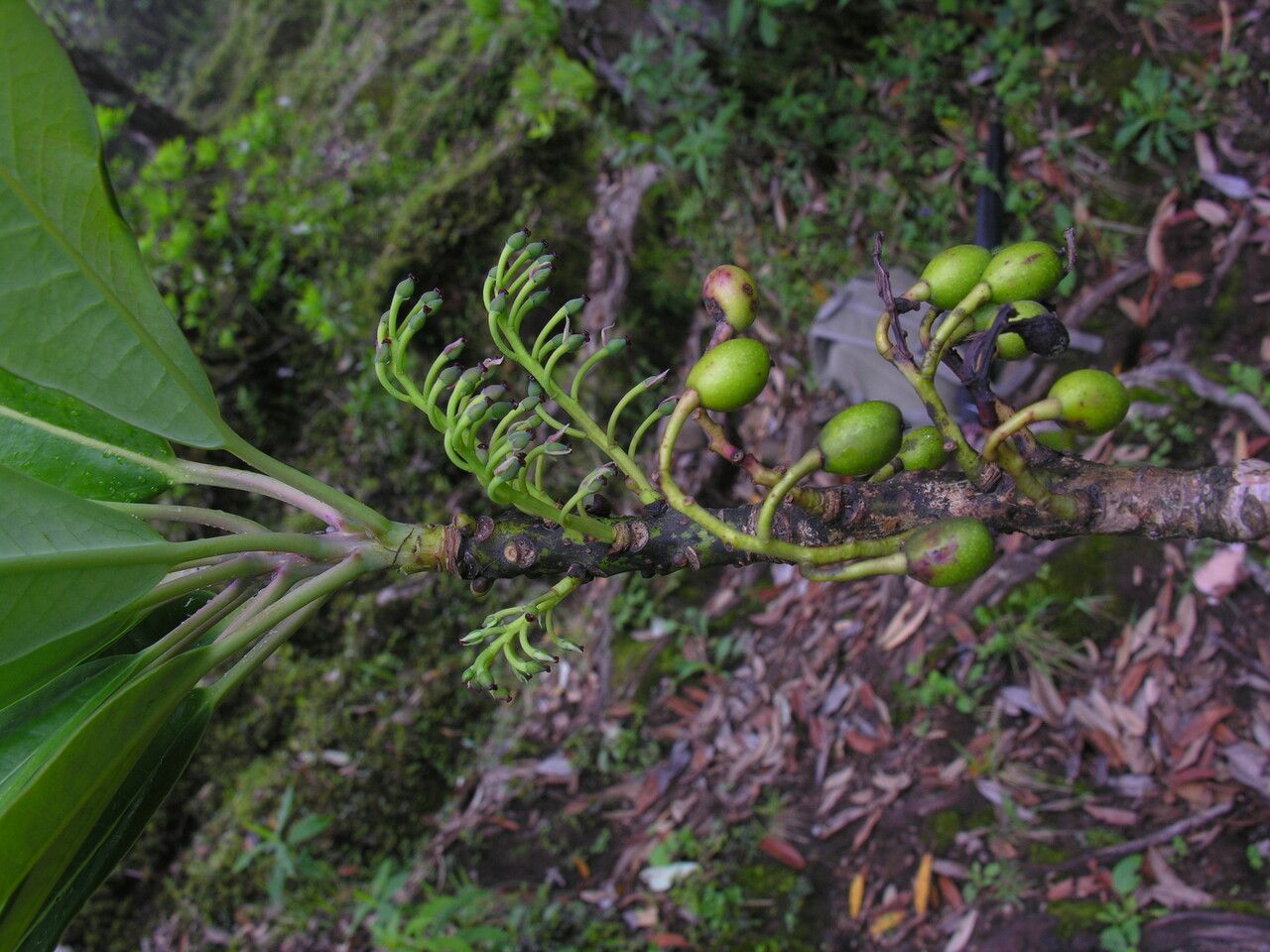 Daphniphyllum himalense habit