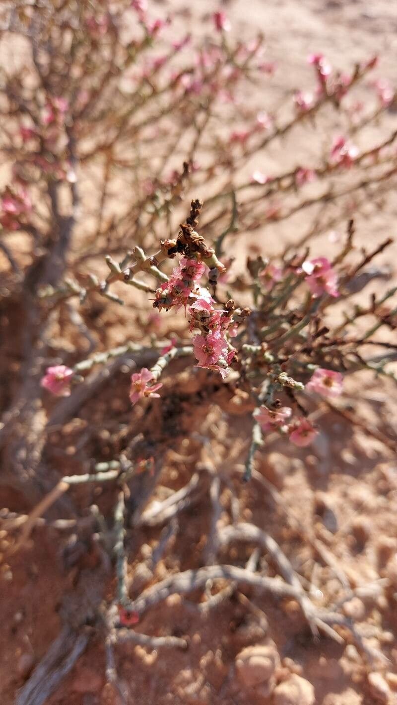 Anabasis articulata fruit