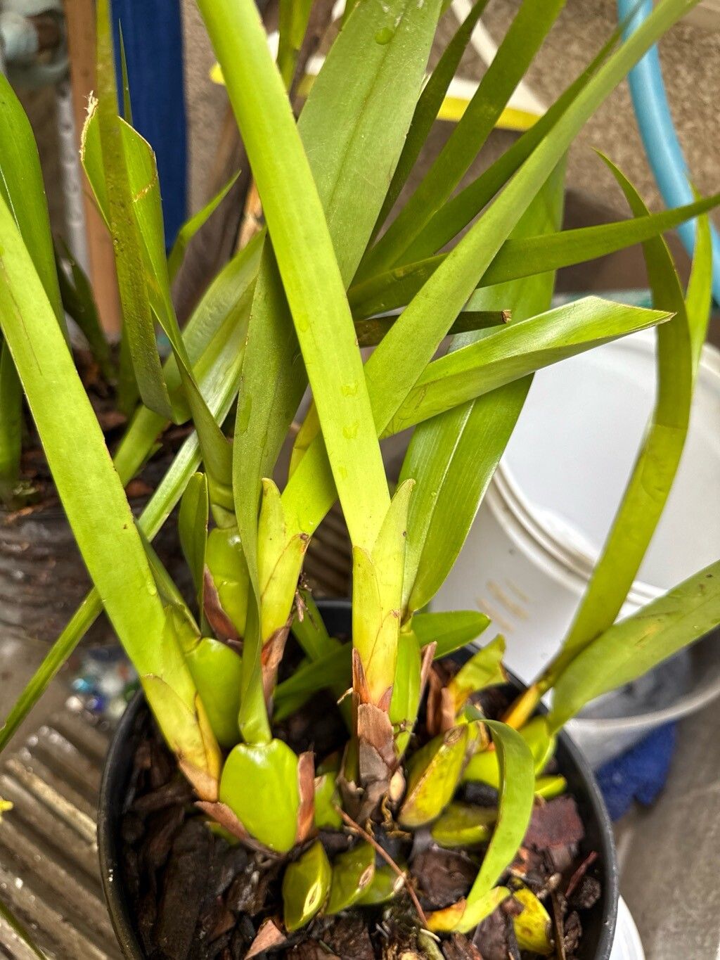 Maxillaria densa — houseplant care guide