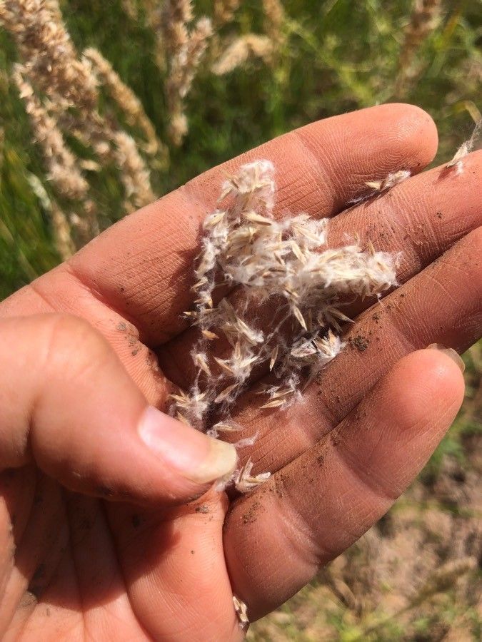 Poa arachnifera fruit