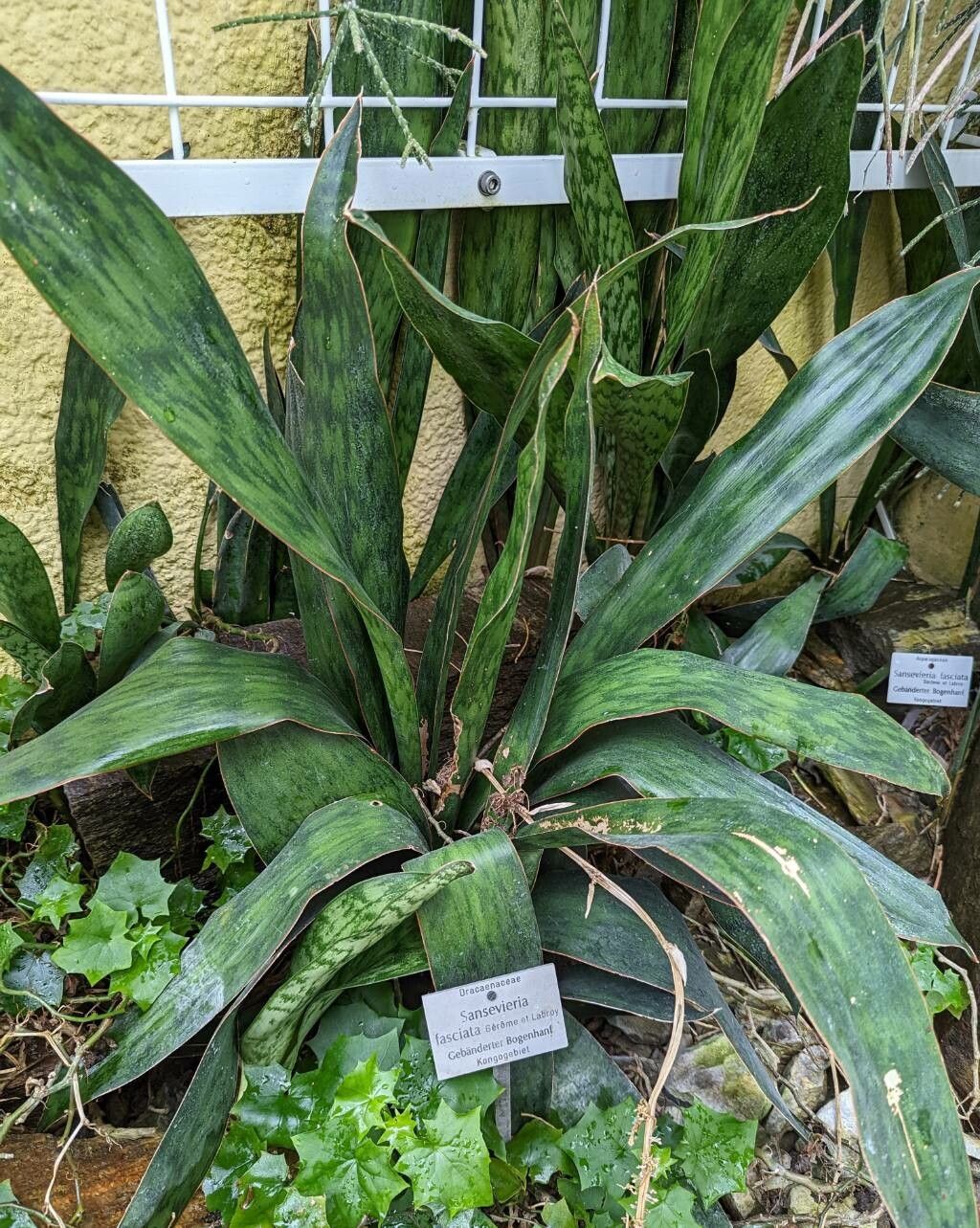 Sansevieria fasciata habit