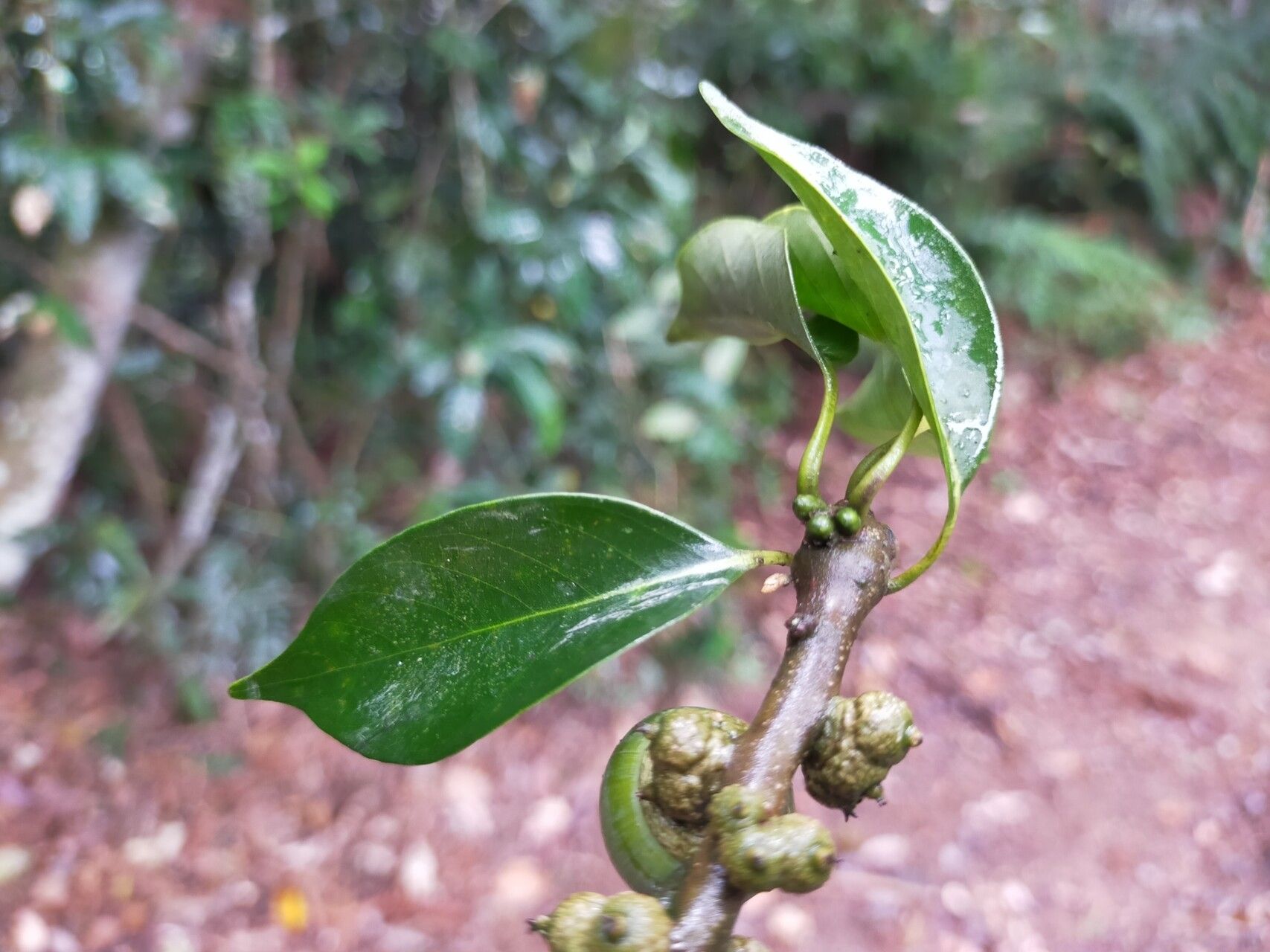 Lithocarpus taitoensis — houseplant care guide