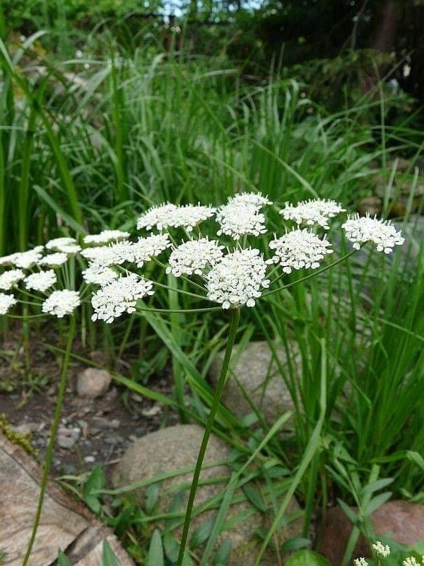 Oenanthe peucedanifolia flower