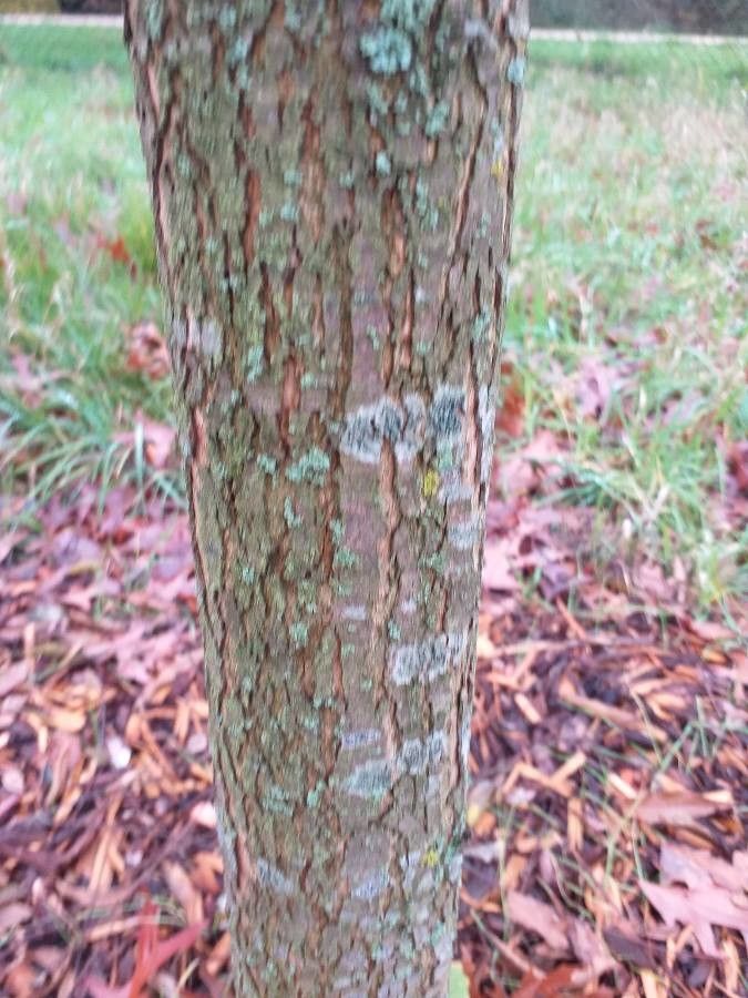 Carya aquatica bark