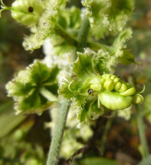 Veratrum fimbriatum flower