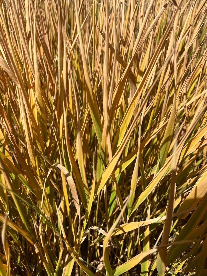 Calamagrostis neglecta leaf