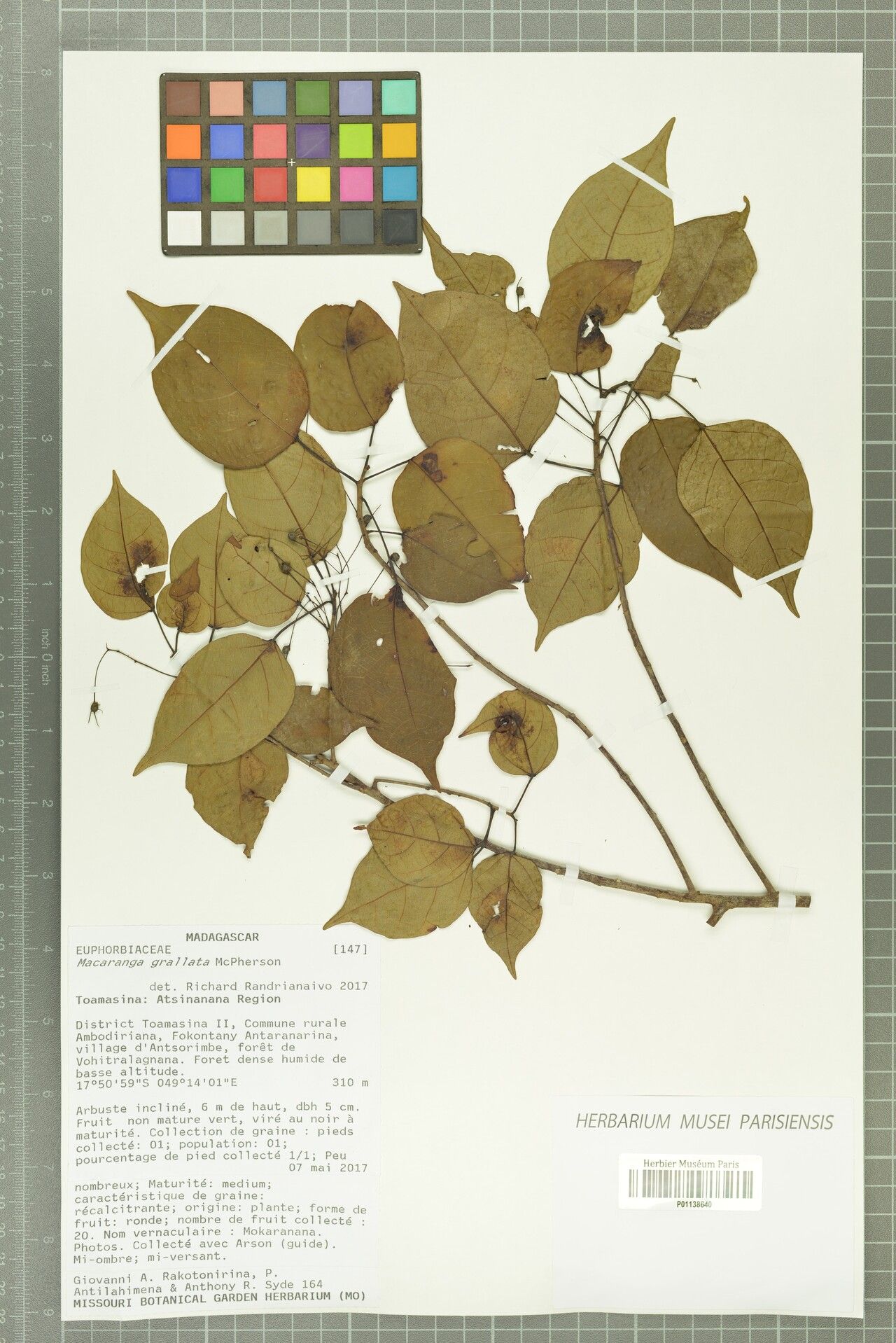 Macaranga grallata — houseplant care guide