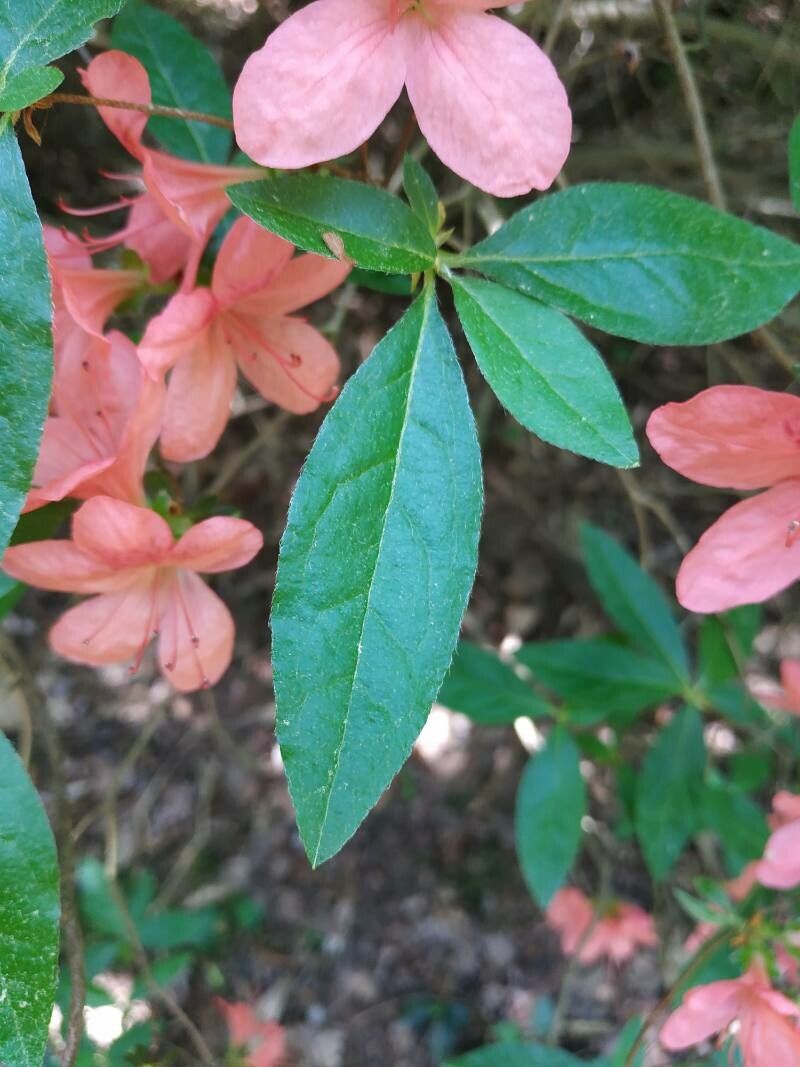 Rhododendron kaempferi leaf