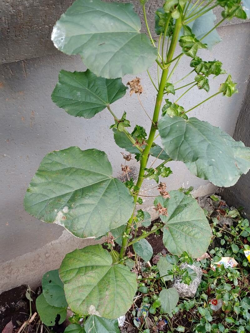 Malachra capitata — search result for 'Malva'