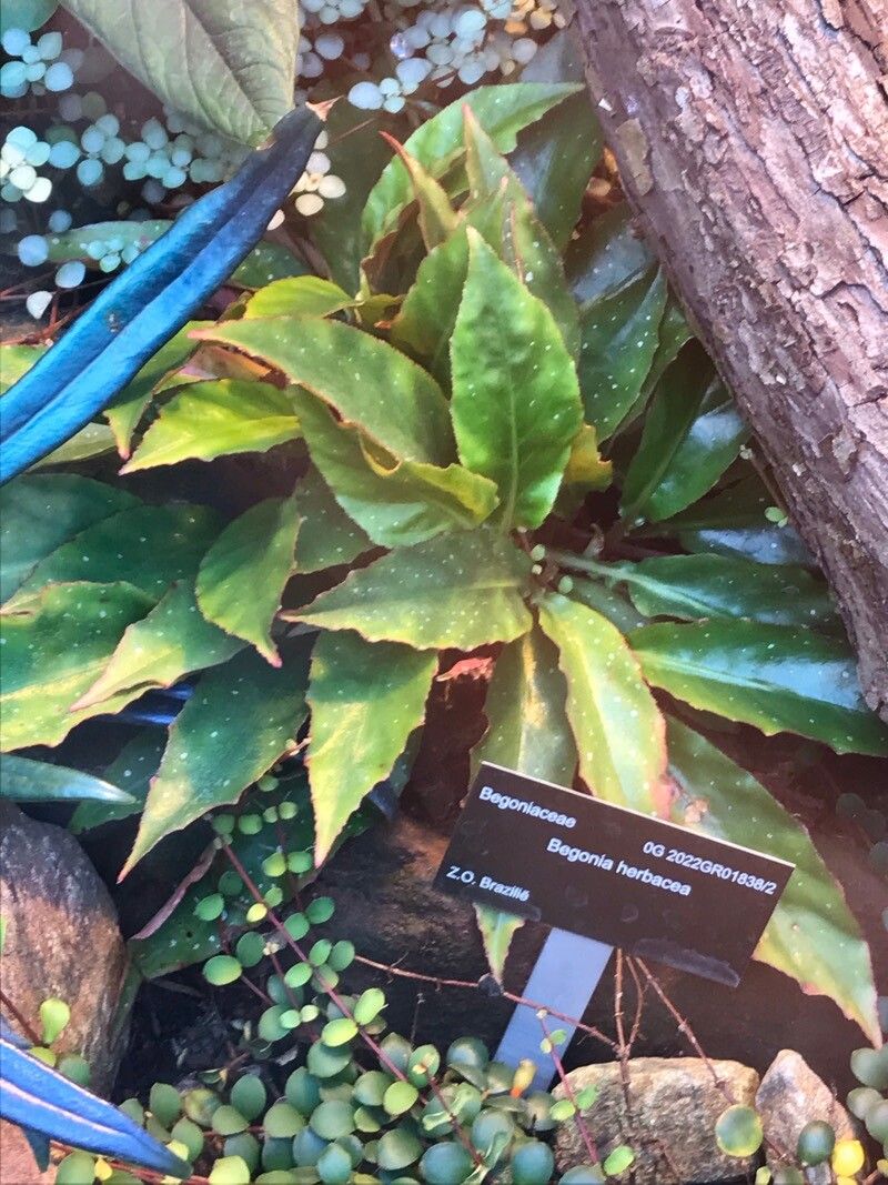 Begonia herbacea — houseplant care guide