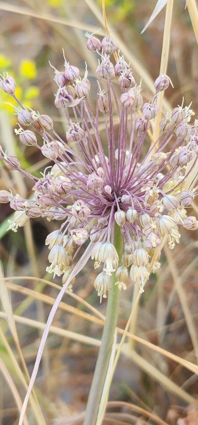 Allium stamineum habit