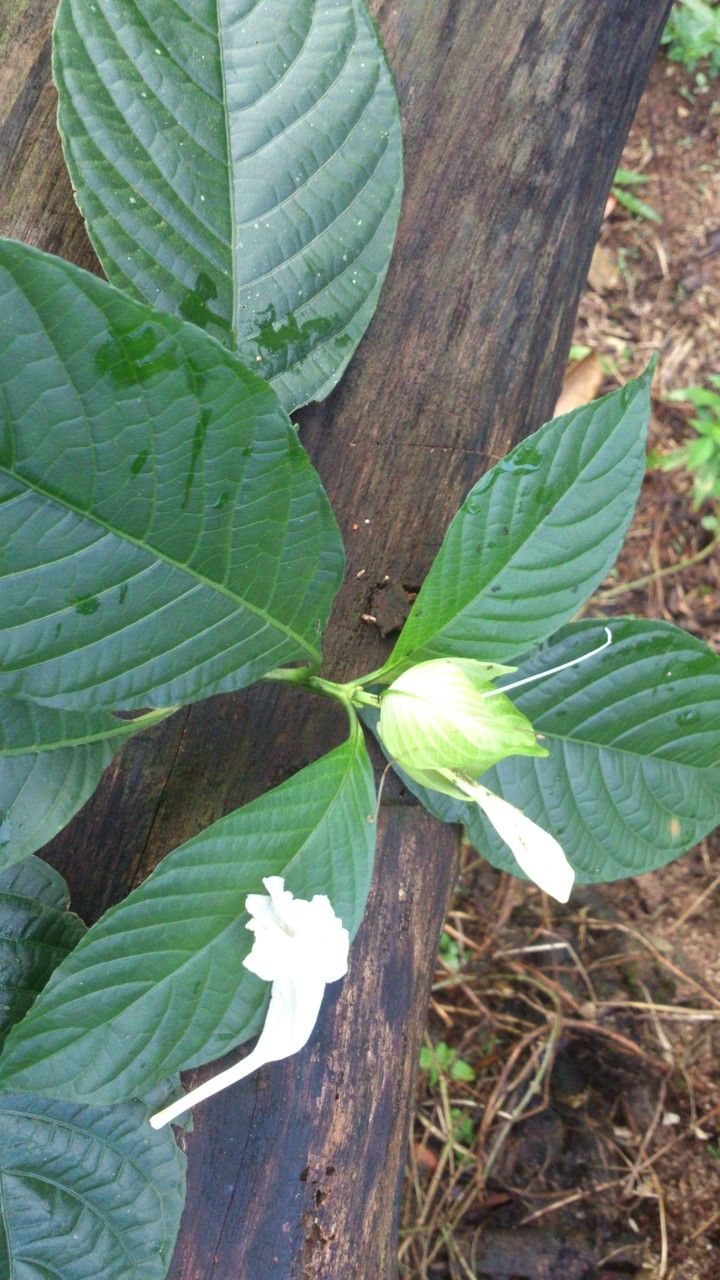 Ruellia tubiflora — search result for 'Ruellia'