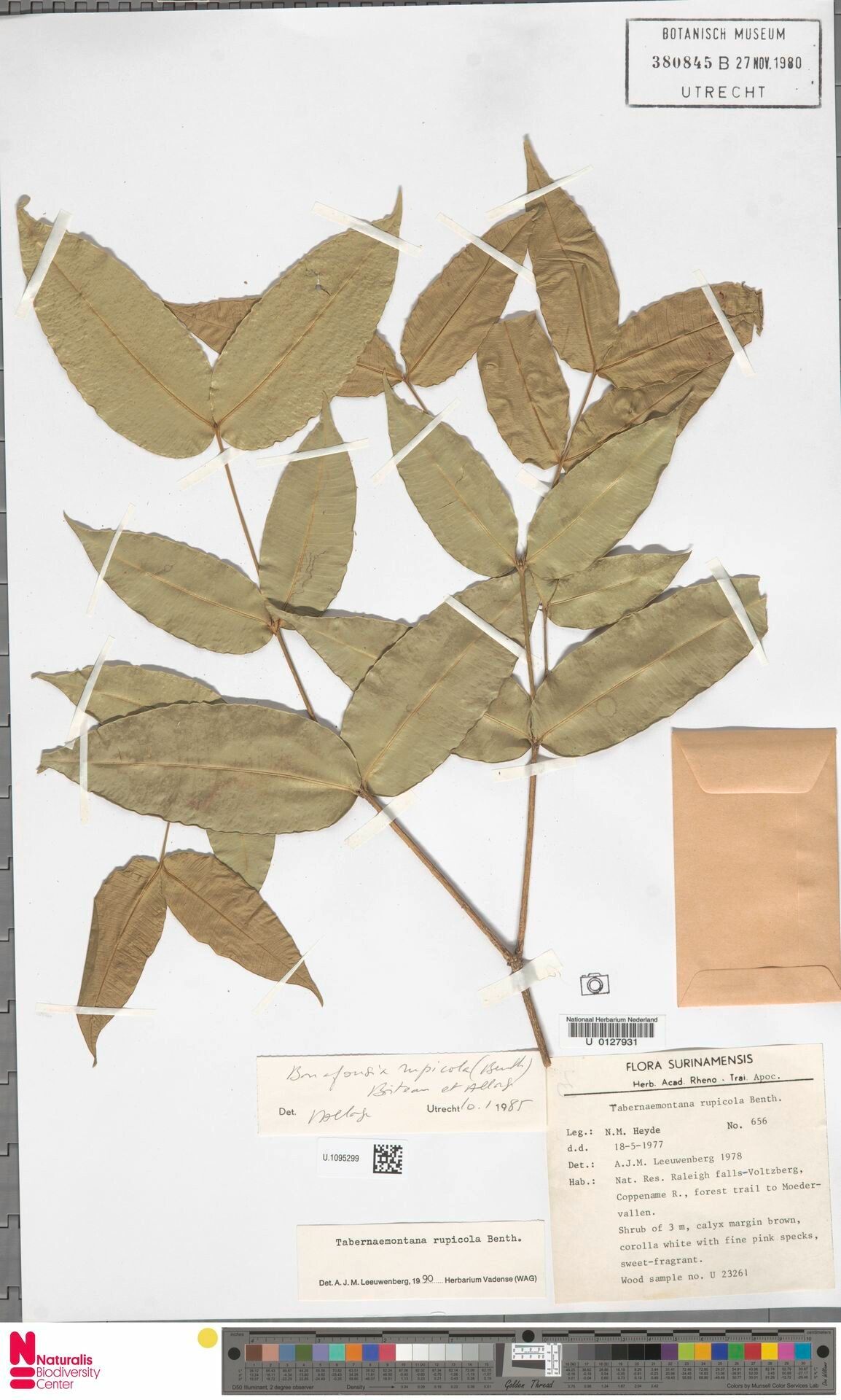 Tabernaemontana rupicola — search result for 'Tabernaemontana'