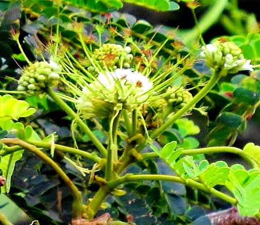 Albizia adianthifolia flower