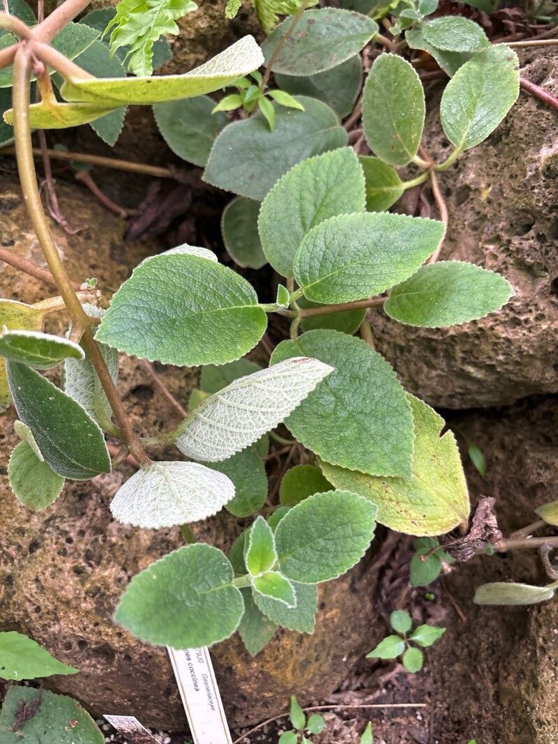 Achimenes erecta — related species from the same genus
