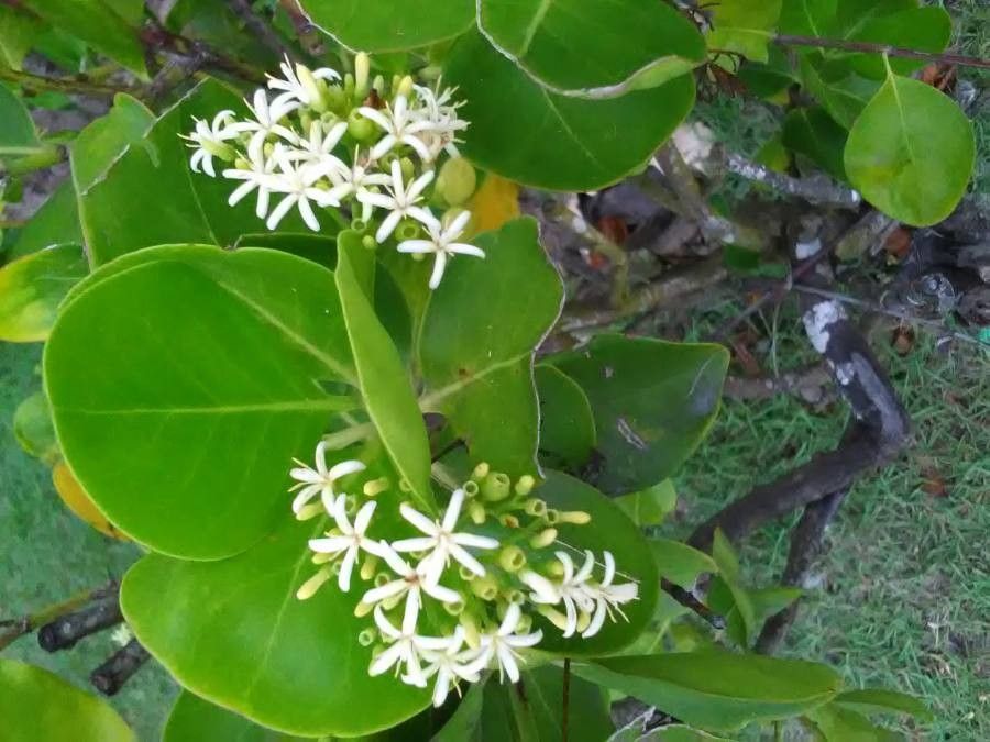 Erithalis odorifera flower
