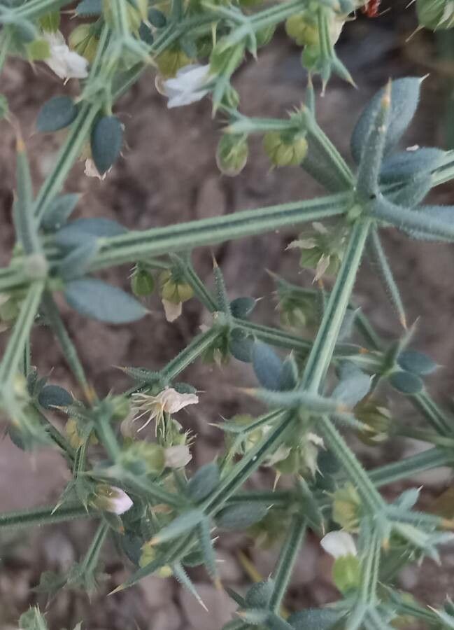 Fagonia zilloides flower