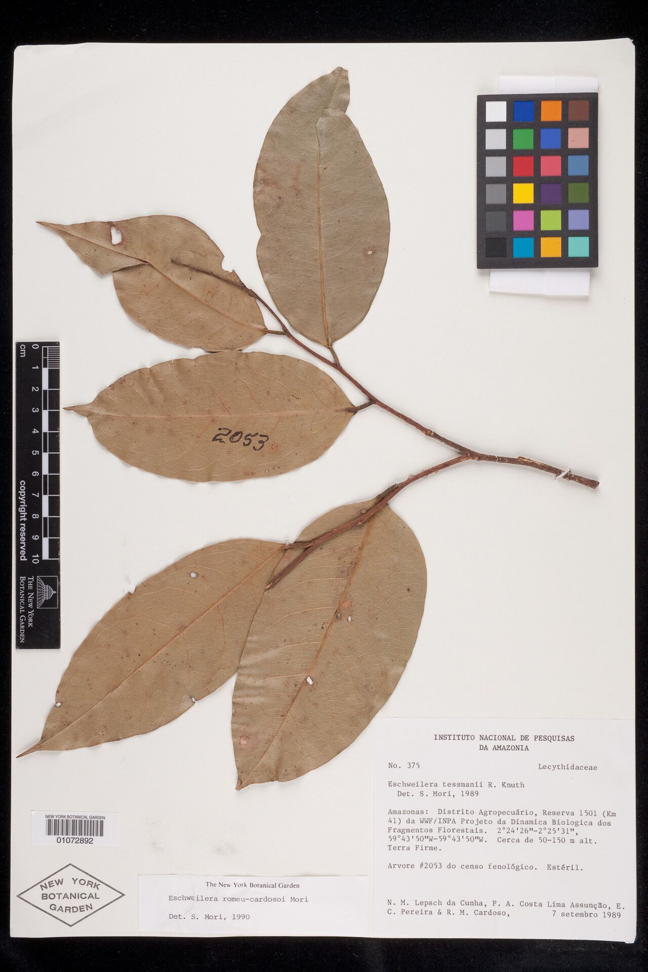 Eschweilera truncata — houseplant care guide