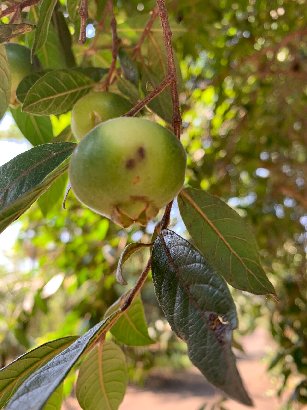 Campomanesia sessiliflora fruit