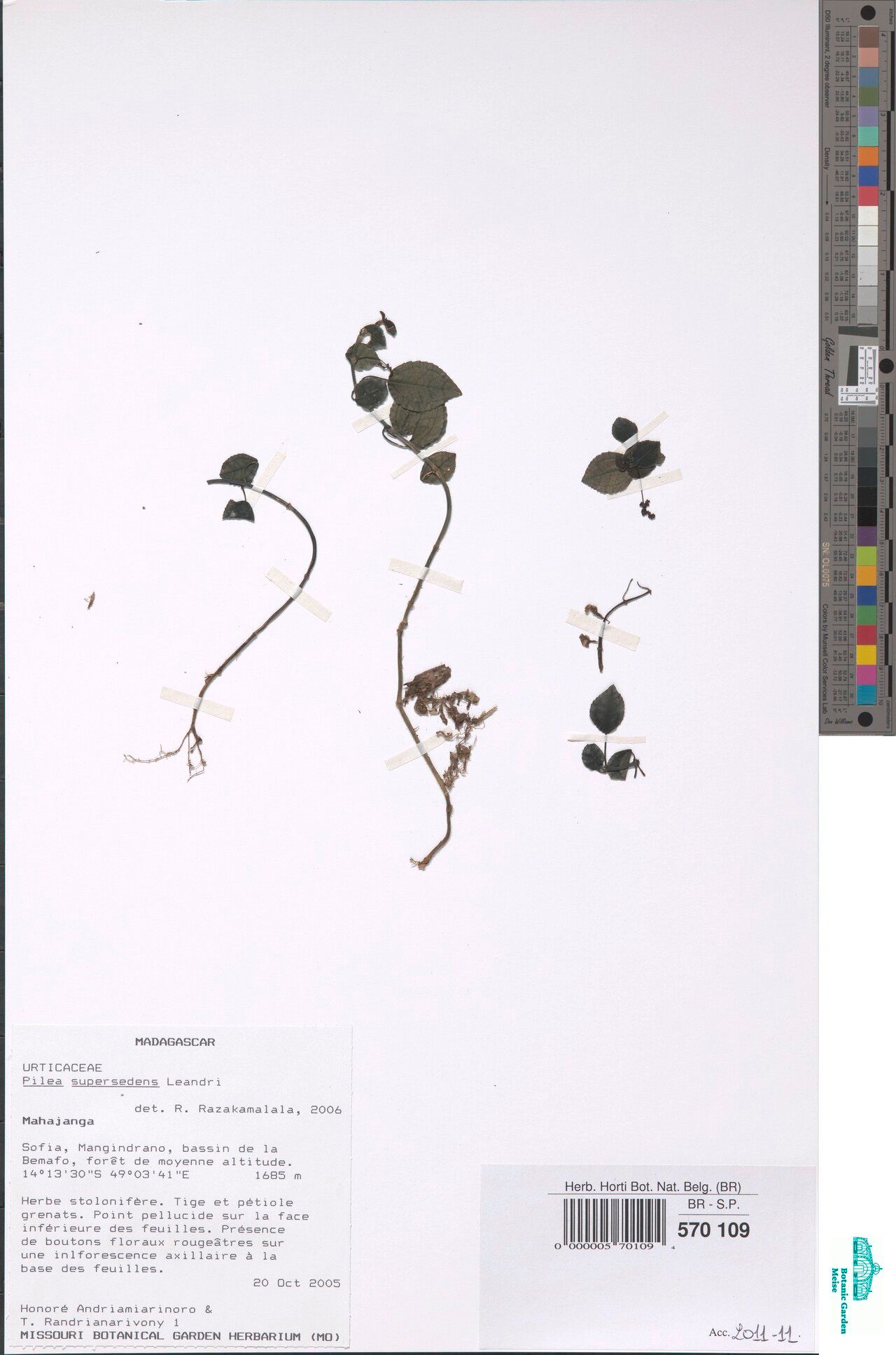 Pilea supersedens — search result for 'Pilea'