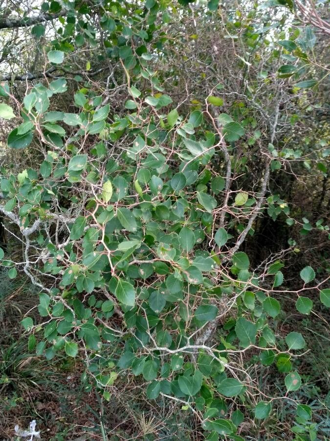 Xylosma venosa habit